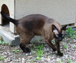 Melissa on the prowl.