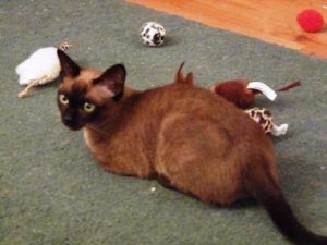Melissa surrounded by toys.