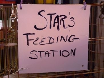 A Reincarnation Adventure Part 6: Starlight’s Feeding Station