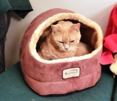 An unsuccessful cat cave.