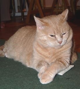 The Power of Purr