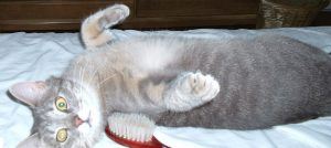 Sandy, the male kitten Violet rejected.