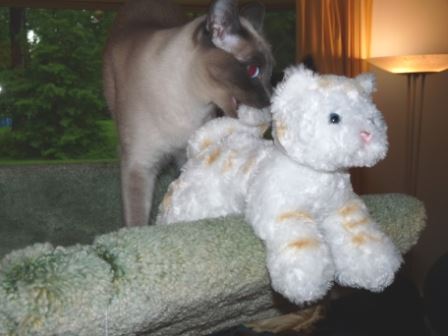 Starlight’s New Toy