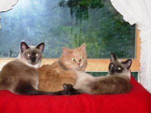 Violet, Sakhara, and Starlight in window seat.