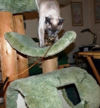 Starlight on cat tree_web Starlight in cat tree with toy.