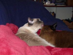 Two cats: Starlight grooming Melissa