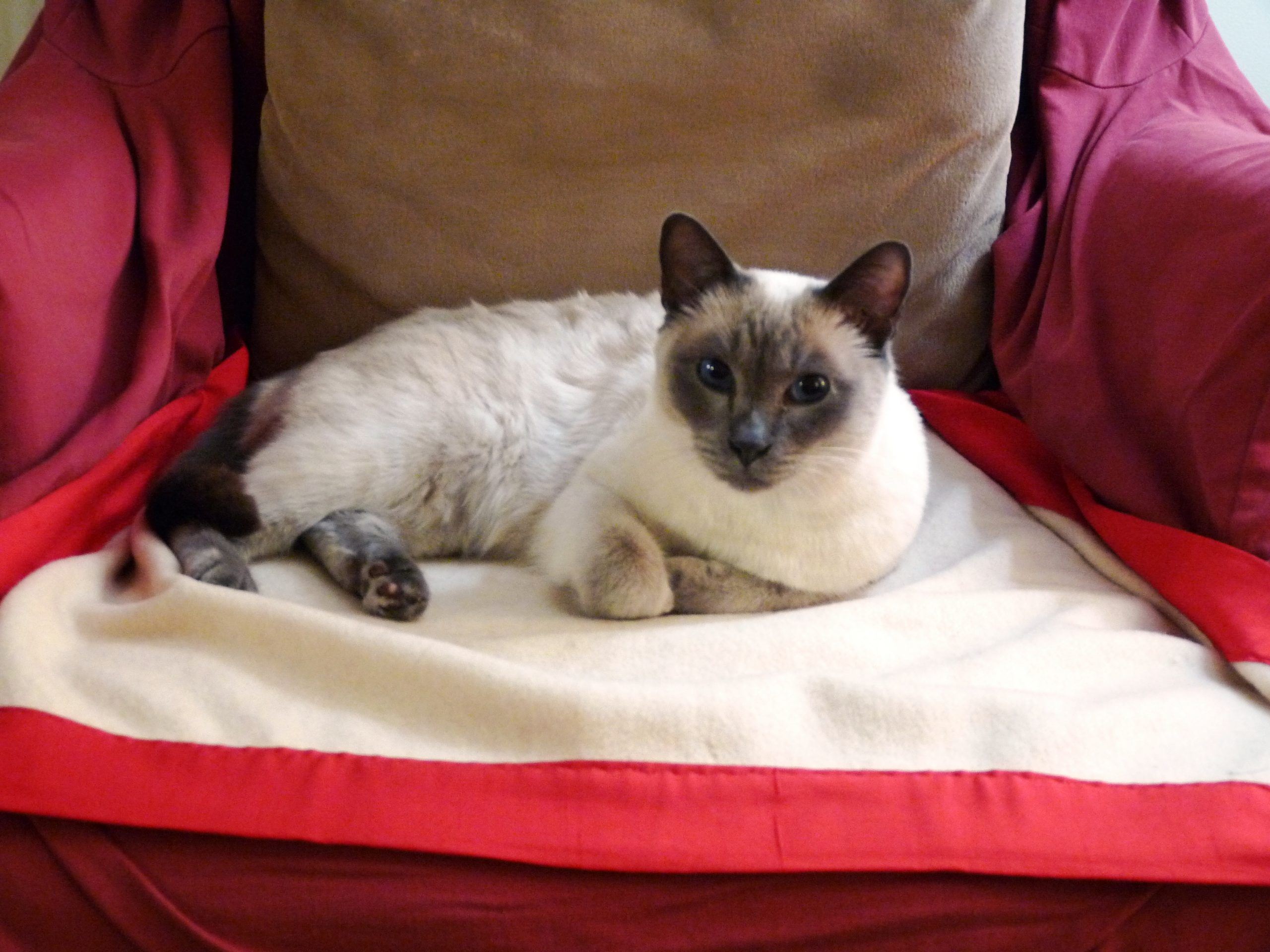 How Do You Express Gratitude to Your Animals?