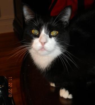 Boo Kitty – Lost . . . and Found Again.