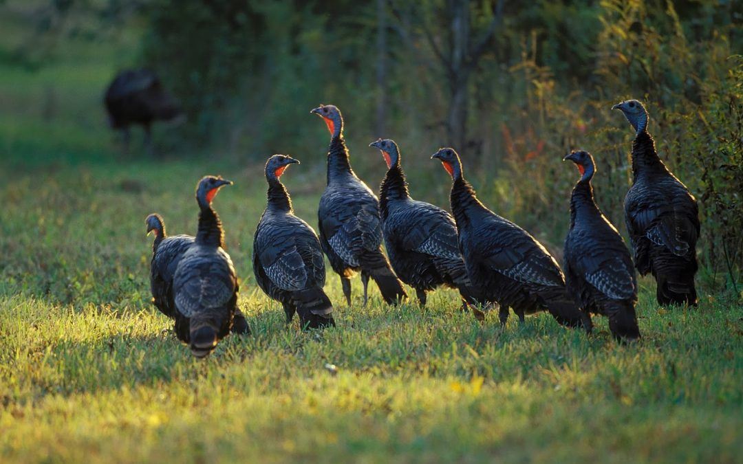 9 Wild Turkeys – A Spiritual Message?