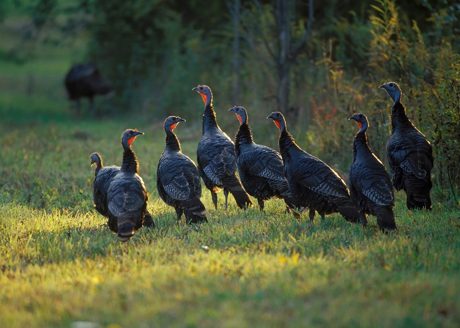 Wild Turkey