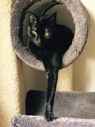 Viggo and the Litter Box
