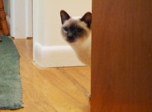 Violet peeking around a door.