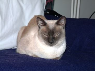 Feline Hospice for Violet