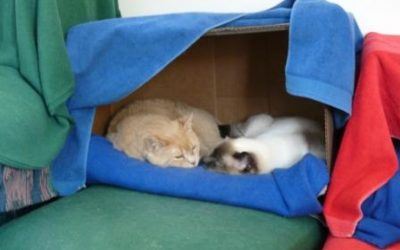 How to Make a Cat Cave for Your Kitty.