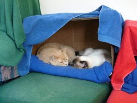 We like sleeping together Violet and Sakhara like to sleep together.