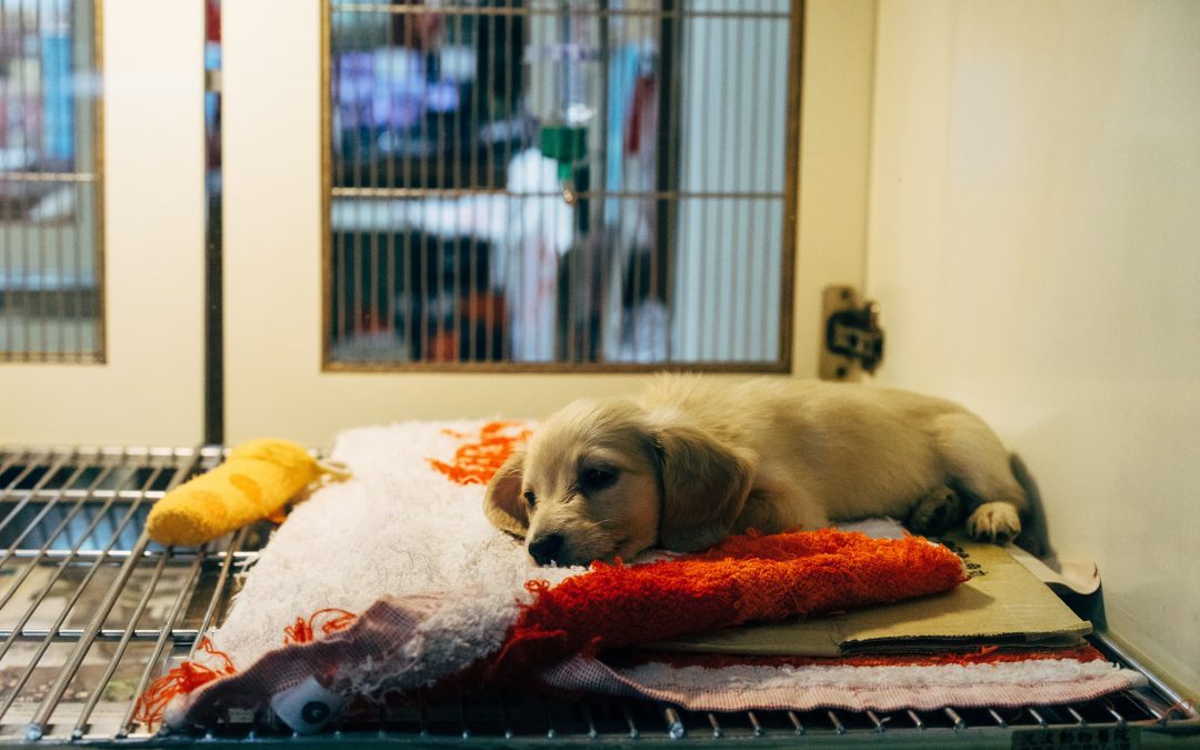 Animal Preparation for Surgery