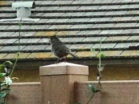 The bird sits on a fence post.