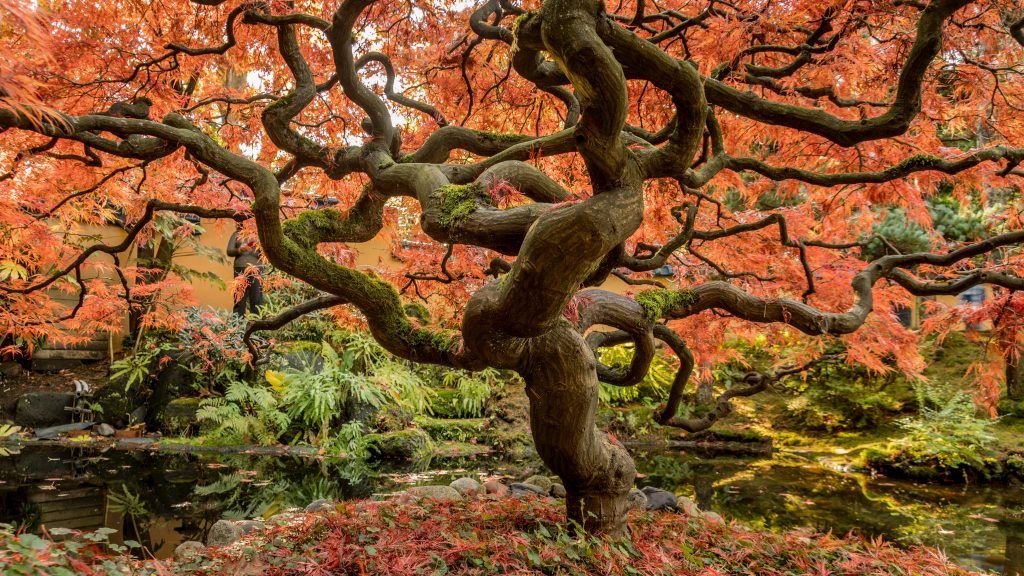 Tree spirit body.