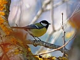 Chickdee on a branch.