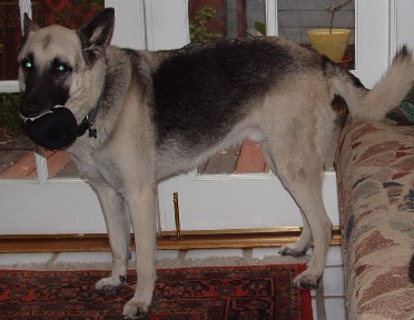 Animal Communication Saves Chip’s Reputation