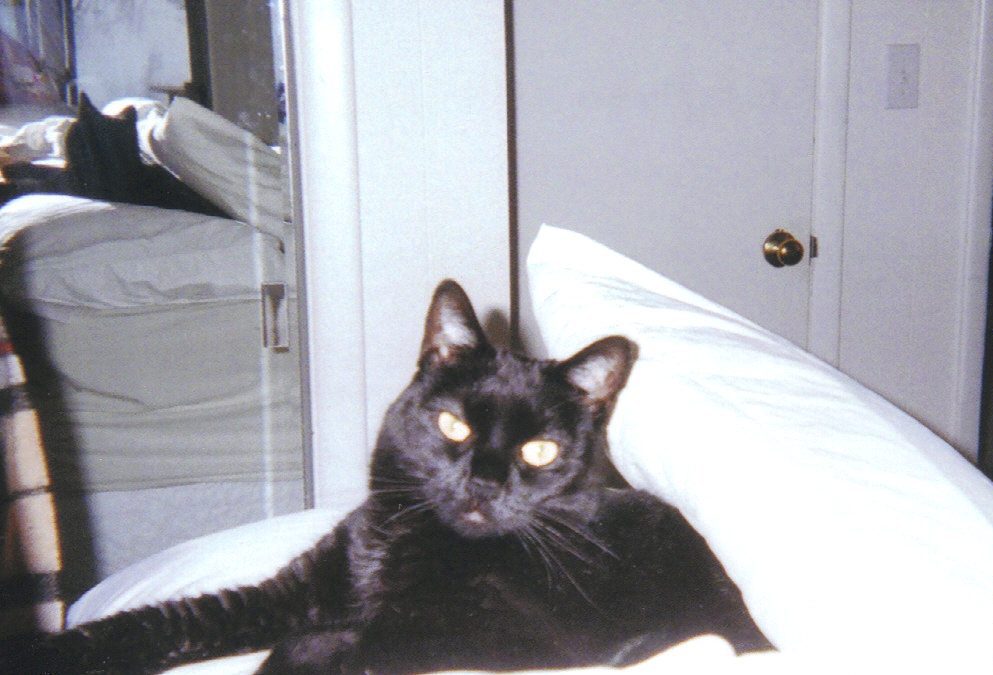 An unusual Healing for An Unusual Kitty, Client Perspective