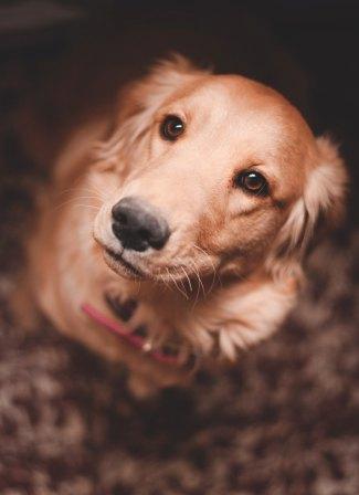 Reaching Out to Animals at Home While You Travel