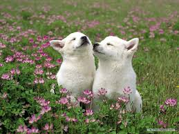 Do You Intuitively Know What Your Animal Is Feeling?