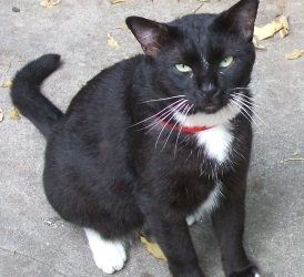 Doubting Animal Communication . . . and What Really Happened.