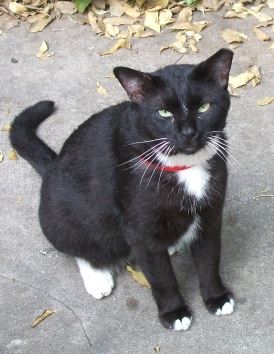 Doubting Animal Communication . . . and What Really Happened.
