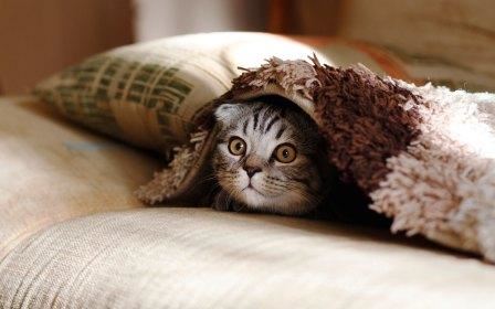 Animal Communication Can Help Traumatized Animals