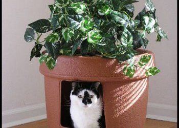 Tips for Litter Box Management