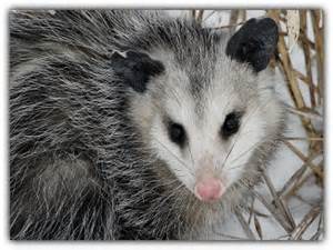 opposum