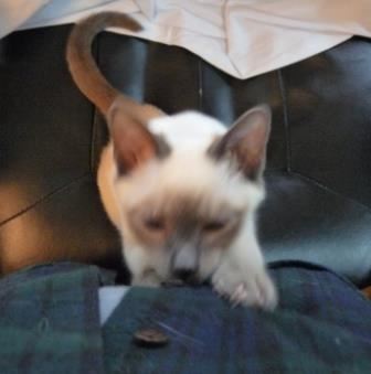 A Reincarnation Adventure Part 13: What I Learned About Integrating Cats