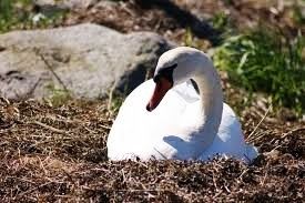 Swan sitting in a nest.
