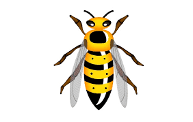 Why Save a Wasp’s Life.